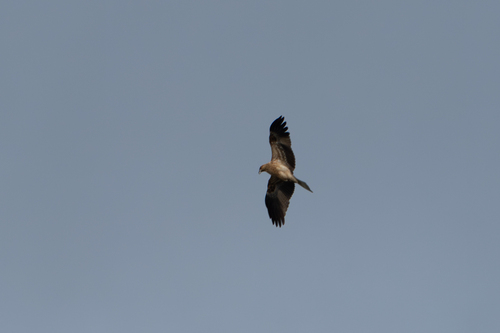 Whistling Kite