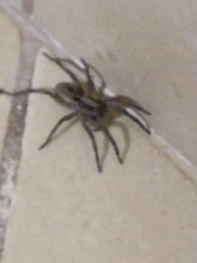 Lycosidae