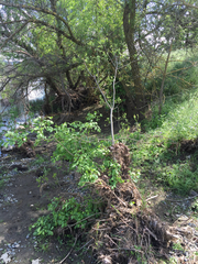Fraxinus dipetala