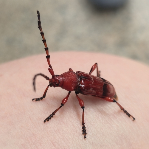 Dicelosternus corallinus