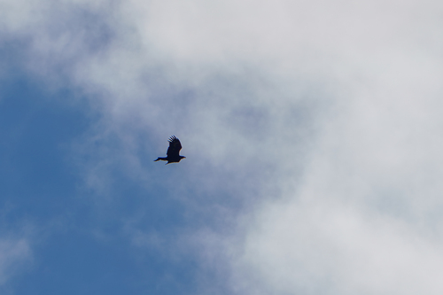 Mainland Wedge-tailed Eagle