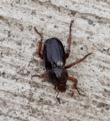 Faula centralis