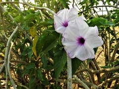 Ipomoea carnea