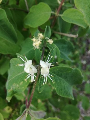 Paprastasis sausmedis nuotrauka