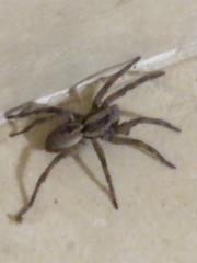 Lycosidae