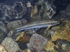 Guadalupe Roundnose Minnow photo 1
