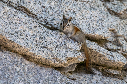 Lodgepole Chipmunk observed by adirado
