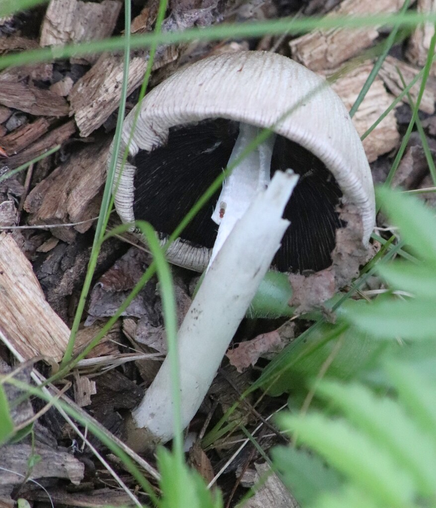 Common Ink Cap · July 2026 · photo: Photo: (c) Sean Frey, some rights reserved (CC BY) · iNaturalist