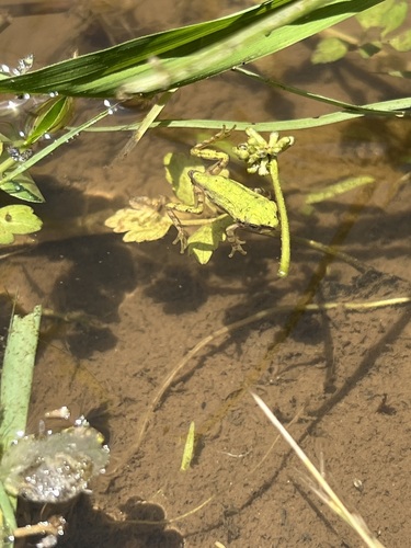 Eastern Japanese Tree Frog
