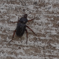 Faula centralis
