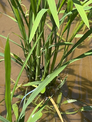 Japanese five-lined skink
