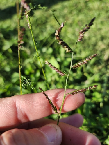 Urochloa trichopus observed 2026-07-09