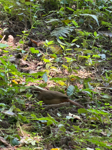 White-browed Laughingthrush