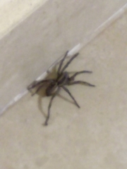 Lycosidae