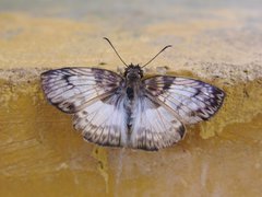 Common Mylon