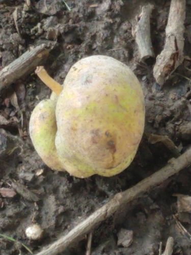 Artocarpus lacucha observed 2026-07-09
