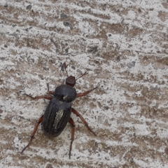 Faula centralis
