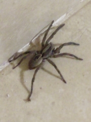 Lycosidae