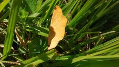 Lepidoptera
