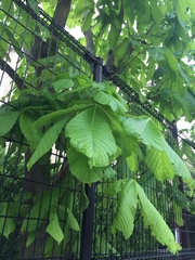 Aesculus turbinata