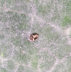 Psyllobora bicongregata