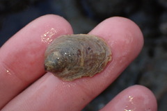 Crepidula onyx