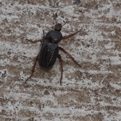 Faula centralis