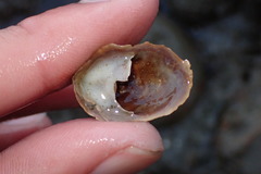 Crepidula onyx
