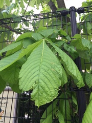 Aesculus turbinata
