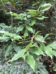 Syzygium simile