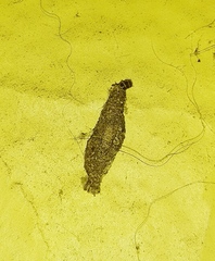 Lepidoptera