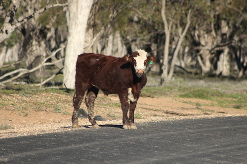 Domestic Cattle