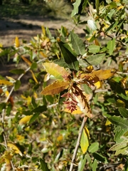 Quercus emoryi