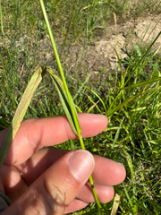 (c) Shanze Yoell, some rights reserved (CC BY) Scirpus pendulus, photograph (c) Shanze Yoell, some rights reserved (CC BY)