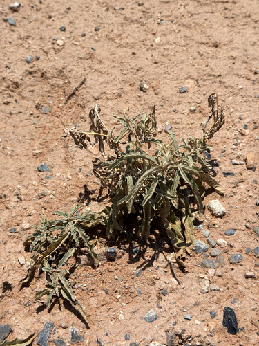 silverleaf nightshade