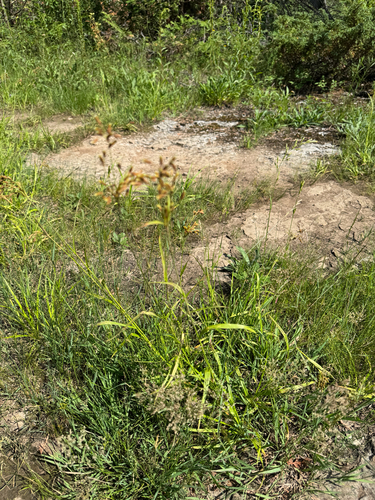 Scirpus pendulus, photograph 6