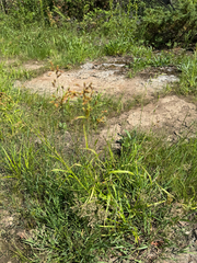 Scirpus pendulus, photograph (c) Shanze Yoell, some rights reserved (CC BY)