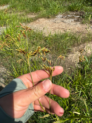 (c) Shanze Yoell, some rights reserved (CC BY) Scirpus pendulus, photograph (c) Shanze Yoell, some rights reserved (CC BY)