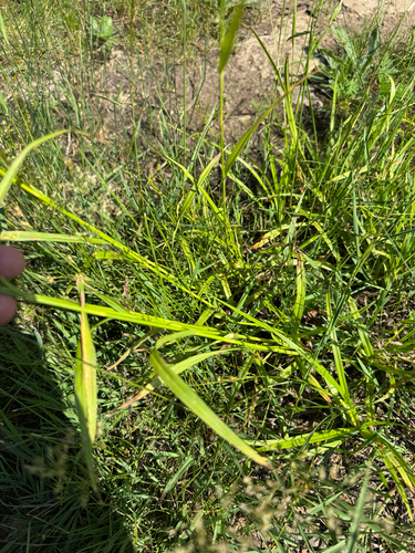 Scirpus pendulus, photograph 5