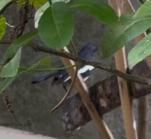 Philippine Magpie-Robin (Copsychus mindanensis), photo 10