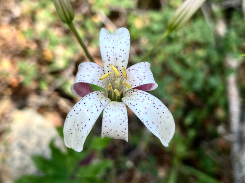 Lilium rubescens