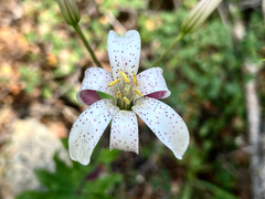 Lilium rubescens