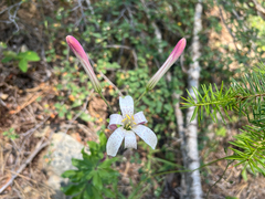 Lilium rubescens, photograph author not stated, no rights reserved