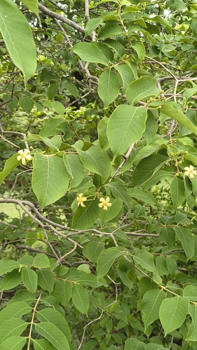 Wrightia arborea observed 2026-07-09