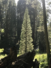 Sequoiadendron giganteum