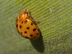 Henosepilachna sumbana