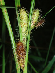 Carex frankii