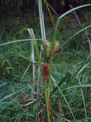 Carex frankii