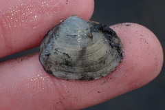 Cryptomya californica