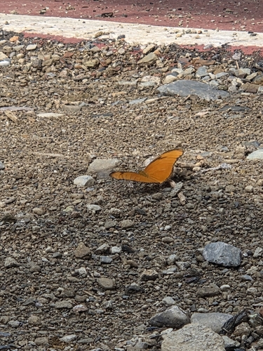 Julia Heliconian (Dryas iulia)